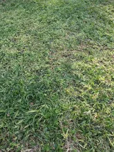 lawn.jpg