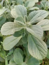 coleus-canina1.jpg