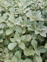 coleus-canina2.jpg