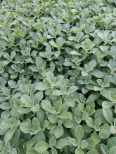 coleus-canina3.jpg
