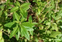 lemonverbena.png