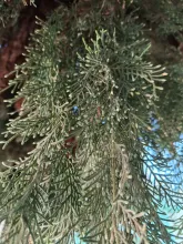 cypree_leaves.jpg