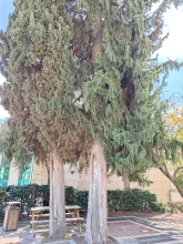 cypree_tree.jpg