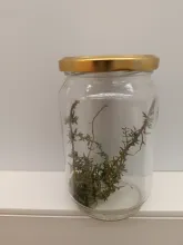 thyme.jpg