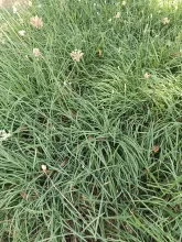 chives.jpg