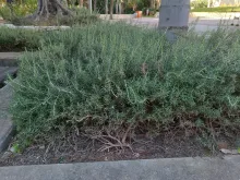 rosemary_leaves.jpg