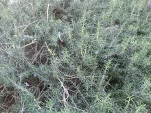rosemary_leaves_zoom.jpg