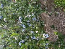 blueberries-2025_0.jpg