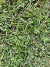 grass.jpg