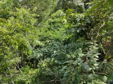 canopy_0.jpg