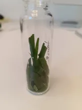 lawnjar.jpg